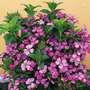 DIANTHUS Russian Skies
