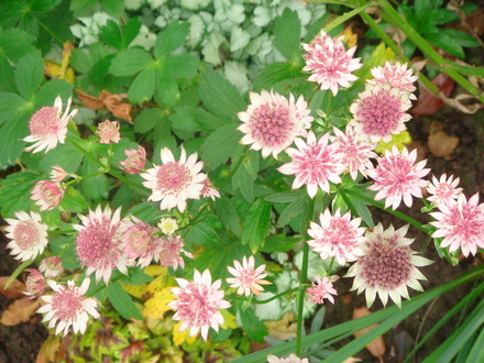 Astrantia - Nov 2007 (Astrantia major (Masterwort))