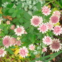 Astrantia major (Masterwort)