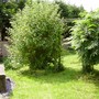 Home made pegola and rustic bench