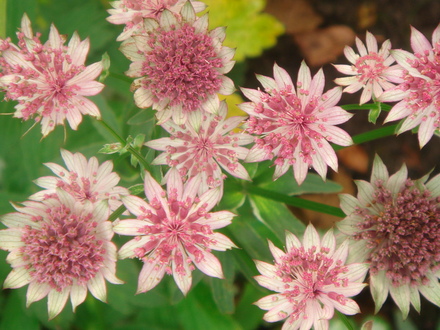 Astrantia flowerheads close-up (Astrantia major (Masterwort))