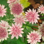 Astrantia major (Masterwort)