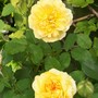 Golden Rose (Rosa 'Fragrant Delight')