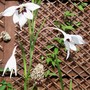 Gladioli 'Acidanthera' (Gladiolus callianthus (Abyssinian Gladiolus))