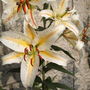Reverted Dwarf Asiatic Lily