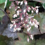 coral bells (Heuchera sanguinea (Coral Bells))