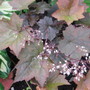 coral bells (Heuchera sanguinea (Coral Bells))
