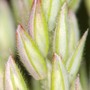 Grass seeding stem unfolding