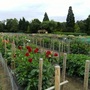 Dahlia trials at Wisley