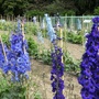 Delphinium trials at Wisley