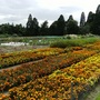 Marigold trials at Wisley