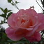 Rose in Dads garden