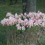 naked ladies