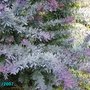 Acacia baileyana