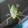 angel wing katydid