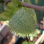Moon Flower seed pod