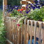 Porch Rail and Runner Bean