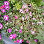 Dorotheanthus patch