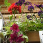 Pelargonium, verbena, and lophospurmum
