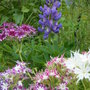 Lupin and Phlox