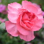Carnation