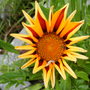 gazania