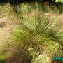 Grass