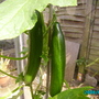 Cucumbers