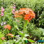 Lychnis   Campion (Lychnis)