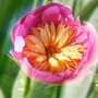 Peony "Bowl of Beauty" (Paeonia lactiflora (Peony))