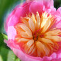 Peony "Bowl of Beauty" (Paeonia lactiflora (Peony))