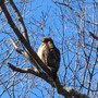 Red Tailed Hawk