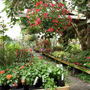 Nursery Mt. Vernon, WA
