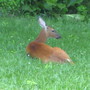 Resting Fawn