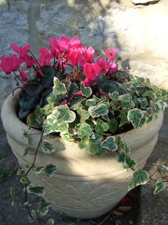 Cyclamen in a tub for the autumn. (Cyclamen persicum)