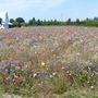 Field Of Wildflowers