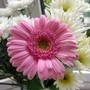 Cut flowers