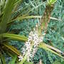 Eucomis comosa