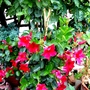 Dipladenia on terrace (Dipladenia)