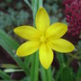Hypoxis hirsuta (Hypoxis hirsuta)