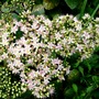 Stonecrop (Sedum spectabile (Ice plant))