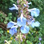 Salvia_uliginosa_-_close-up