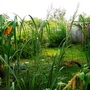 Miscanthus sinensis