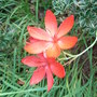 Schizostylis_coccinea