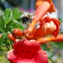Bumble Bee