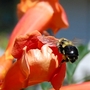Bumble Bee II (Campsis radicans)