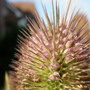 teasel
