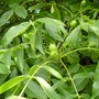 We are blessed with a magnificant walnut tree (Walnut tree)