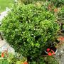 Buxus sempervirens (Common box)