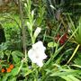 Gladiolus (Gladiolus)